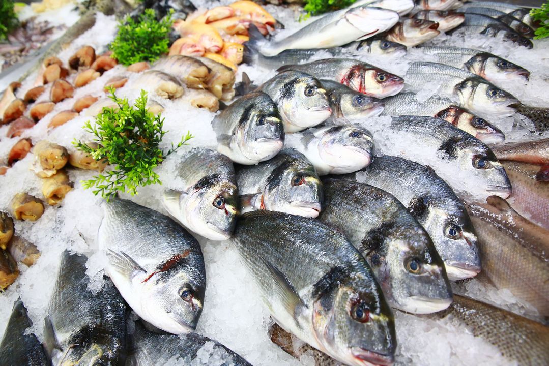 Eine Nahaufnahme einer großen Menge frischer, ganzer Fische, hauptsächlich Doraden, die auf zerstoßenem Eis in einer Fischtheke liegen und mit grünem Kraut garniert sind.